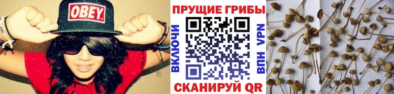 Псилоцибиновые грибы прущие грибы  мориарти какой сайт  Болохово 